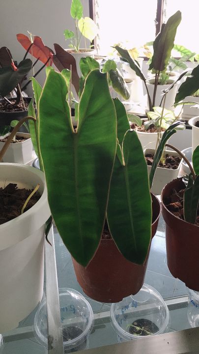 ก้านส้ม-philodendron-bilitiae