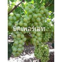 ?สินค้าขายดี? [บิ๊กเพอเลส]ต้นองุ่น​ แบบกิ่งป่าตอนติดตาพันธุ์​ดี​ (หลายสายพัน​ธุ์)​