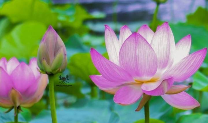 ดอกบัวหลวง-lotus-flower-seed-เมล็ดพันธุ์ดอกบัวหลวง-บรรรจุ-2-เมล็ด-10-บาท