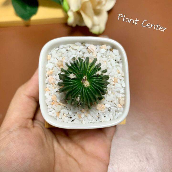 plants-center-พร้อมส่ง-duoly-กระบองเพชร-แคคตัส-cacuts-พร้อมส่ง-คลื่นสมอง-stenocactus-multicostatus-ส่งแบบถอดราก