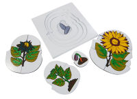 Montessori - แผ่นต่อภาพชุดการเจริญเติบโตของทานตะวัน (Development of Sunflower Puzzle)