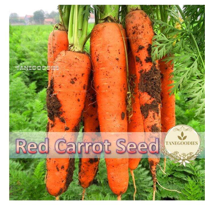 Seed Organic Red Carrot Raddish Biji Benih Lobak Merah Lazada