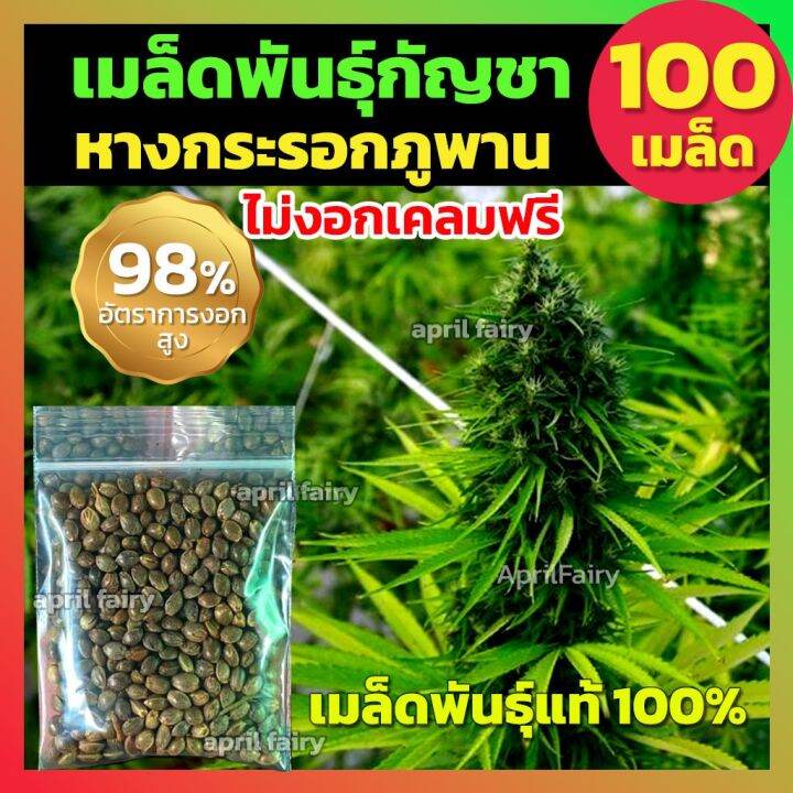 Rare Seeds Germinate Quicklyokra Seeds Silky Green Vegetable Planting Nutritious Delicious