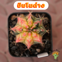 Beepees026 ยิมโนด่าง ไม้เมล็ด Gymnocalycium แคคตัส กระบองเพชร cactus&amp;succulent