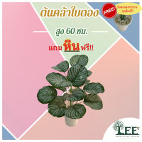 (( ต้นไม้มงคล มาใหม่!! )) ต้นคล้าใบตอง สูง 60 ซม. ต้นไม้ปลอมตกแต่งบ้าน