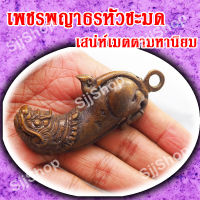 ปลัดหัวชะมดเพชรพญาธร หรือ ทิพยาธร พร้อมจัดส่ง 1-3 วันได้รับ