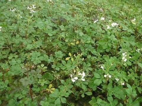 ผักเสี้ยน-เมล็ดพันธุ์ผักเสี้ยน-wild-spider-flower-seeds-บรรจุ