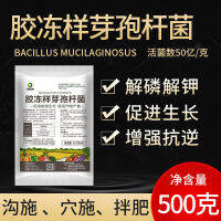 Bacillus Mucilaginus คล้ายเยลลี่,G500g 5พันล้าน/เม็ดมีลักษณะคล้ายเยลลี่บาซิลลัส,พาวเดอร์ผงโพแทสเซียมแก้แบคทีเรียไฟฟ้าฆ่าแมลงทางการเกษตร