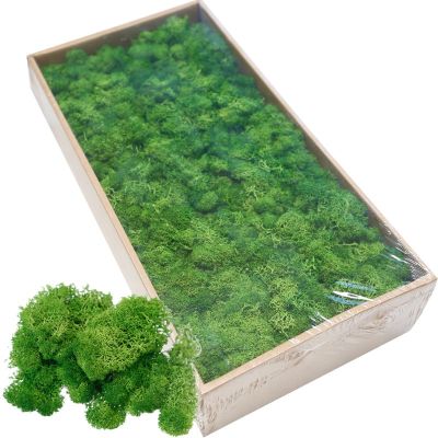 20/40g Simulation Plants Eternal Life Moss Gardening Home Decor Wall DIY Flower Material Mini Micro Landscape Accessories Spine Supporters