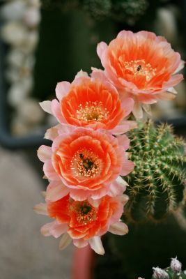 Cactus แคคตัส หน่อเด็ดสด​ โลบิ​เวีย​ สีส้ม​ทูโทน​  Lobivia API001  ขนาด​ 2 เซนติเมตร​ ขึ้นไป​  2 หน่อ