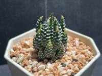 ไก่ต๊อก แคคตัส (Haworthia coarctata )