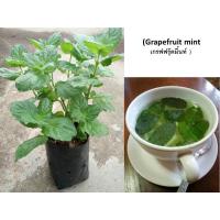 เมล็ดพันธุ์คุณภาพสูง  ขายต้นพันธ์ุมิ้นท์ (Grapefruit mint เกรฟฟรุ๊ตมิ้นท์ )ต้นเกรฟฟรุ๊ตมิน้ท์