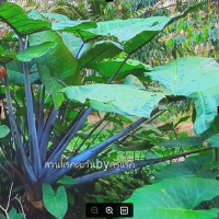 Colocasia Sp. ทูนก้านดำเพาะเเล้วค่ะ