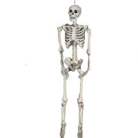 165cm realistic plastic skeleton halloween-decor Halloween props halloween skeleton