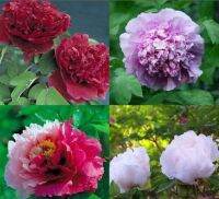 10 เมล็ด เมล็ดโบตั๋น ดอกโบตั๋น ดอกพีโอนี (Peony) ดอกไม้นี้​เป็นสัญลักษณ์ของความมั่งคั่งร่ำรวย ความซื่อสัตย์ อัตราการงอก 70-80%