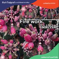 เมล็ดยิมโน "Fire work"