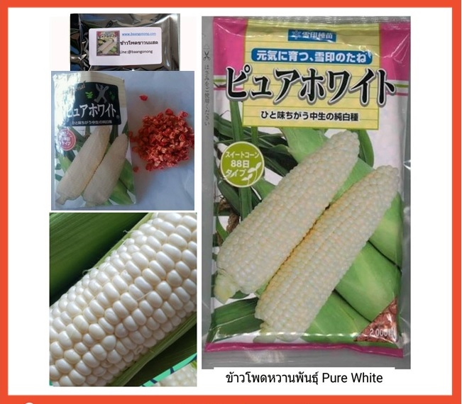 เมล็ดพันธุ์ข้าวโพดหวานนมสดสีขาว นำเข้าจากญี่ปุ่น Hokkaido Pure white กินดิบได้ แบ่งขายจากซองแท้ 40 เมล็ด+++