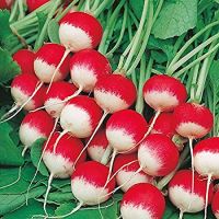 เมล็ดพันธุ์ แรดิช สปาร์คเลอร์ (Sparkler White Tip Radish Seed) บรรจุ 200 เมล็ด คุณภาพดี ของแท้ 100%