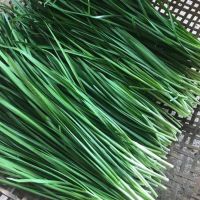 เมล็ดพันธุ์ กุยช่าย ผักแป้น Garlic Chives 1200 เมล็ด  [ 10 เเถม 1 คละได้]