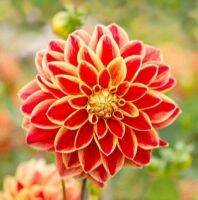 1 หัว/ออเดอร์ รักเร่ Dahlia สายพันธุ์ Caballero Dahlia หัวรักเร่ ดอกไม้ หัวหน่อ เหง้า นำเข้า เนเธอร์แลน หัวสดใหม่