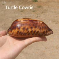 9-12เซนติเมตรธรรมชาติเต่า Cowrie เปลือกหอยเต่าหอยทากตัวอย่างหอยทากจับชิ้นตู้ปลาภูมิทัศน์เมดิเตอร์เรเนียนตกแต่ง