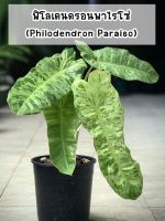 ต้นฟิโลเดนดรอนพาไรโซ่ (Philodendron Paraiso) ด่างไม่ต้องลุ้น