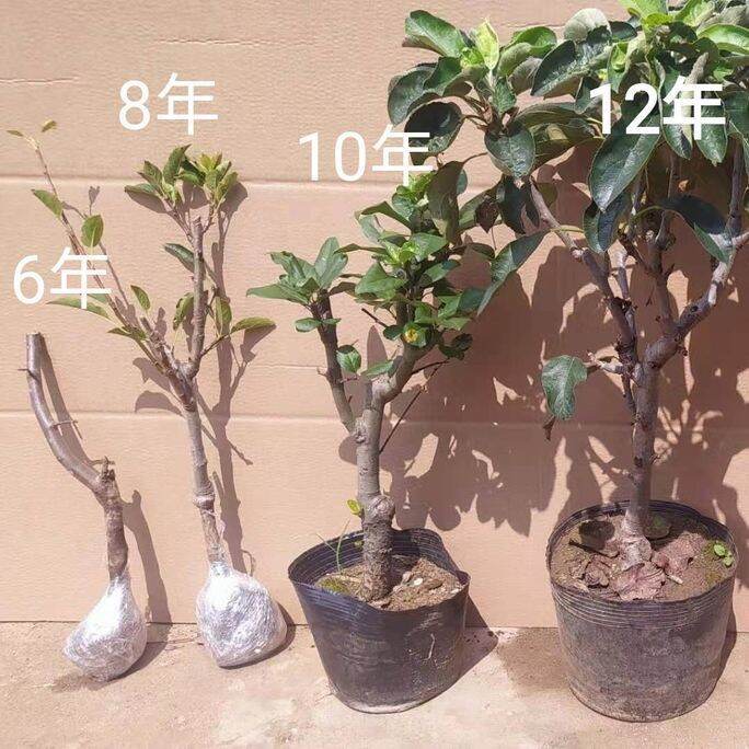 Guaranteed genuine] grafted apple tree seedlings red Fuji north and