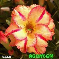 12 เมล็ด เมล็ดพันธุ์ ชวนชม สายพันธุ์ไต้หวัน ดอกสีส้ม Adenium Seed กุหลาบทะเลทราย Desert Rose ราชินีบอนไซ เปอร์เซ็นการงอก  80-90% มีคู่มือปลูก