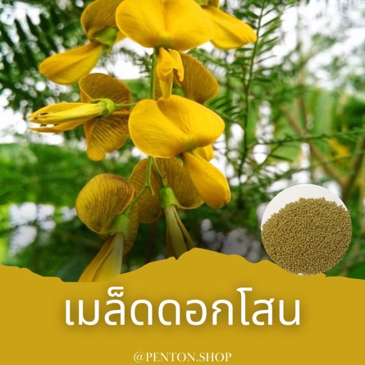 เมล็ดพันธุ์ดอกโสน-10เมล็ด-ขั้นต่ำโปรดสั่งสินค้าภายในร้าน-30บาทขึ้นไปค่ะ