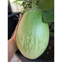 เมล็ดพันธุ์ มะเขือยักษ์ พันธุ์หยกภูพาน (Yok Poo Pan Giant Eggplant Seed) บรรจุ 10 เมล็ด