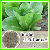 พร้อมส่ง ❗ รหัส 126 เมล็ดพันธุ์แท้ OP แท้   ผักสลัด ปารีสไอแลนด์ - Parris Island Cos Romaine Lettuce เมล็ดพันธุ์สลัด