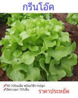 เมล็ดพันธุ์ผักสลัด กรีนโอ๊ค Green OakLeaf 90-100 เมล็ด ราคาประหยัด พร้อมคำแนะนำการเพาะเมล็ด เมล็ดคุณภาพ อัตราการงอกสูง