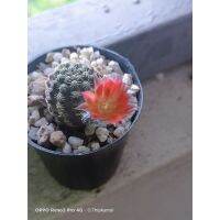 Woww สุดคุ้ม รีบูเทีย Rebutia pygmaea ดอกสวยมี2สีในตัวค่ะ ราคาโปร พรรณ ไม้ น้ำ พรรณ ไม้ ทุก ชนิด พรรณ ไม้ น้ำ สวยงาม พรรณ ไม้ มงคล