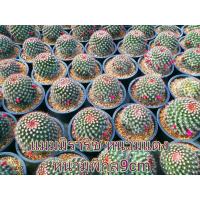 โปรโมชั่น ต้นนกระบองเพชร ต้นแคคตัส แมมมิราริสหนามแดง (หนามพิกุล) Mammilaria mammilaris cactus ไซส์ L ราคาถูก  แคคตัส กระบองเพรช ตะบองเพรช ไม้จิ๋ว ไม้ตั้งโต๊ะทำงาน ไม้ประดับ ไม้มงคล ไม้ดอก