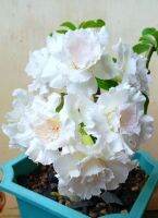 5 เมล็ด เมล็ดพันธุ์ ชวนชม ลูกผสมไฮบริด สายพันธุ์ ICE hybrid สีขาว กุหลาบทะเลทราย Desert Rose Adenium seed ราชินีบอนไซ ปลูกง่ายมาก รีบสะสม