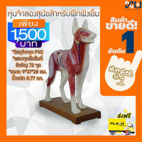 Anatomy model: NK- 601 หุ่นจำลองสุนัขสำหรับฝึกฝังเข็ม