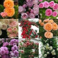 30 เมล็ด เมล็ดพันธุ์ กุหลาบ Climbing Rose Rosa Multiflora Rose Seeds ดอกใหญ่ นำเข้าจากต่างประเทศ พร้อมคู่มือ เมล็ดสด ใหม่