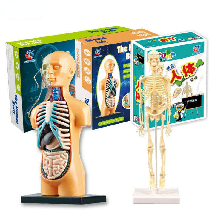 Human Body Model by Learning Resources, Science for Kids, Human Anatomy ...