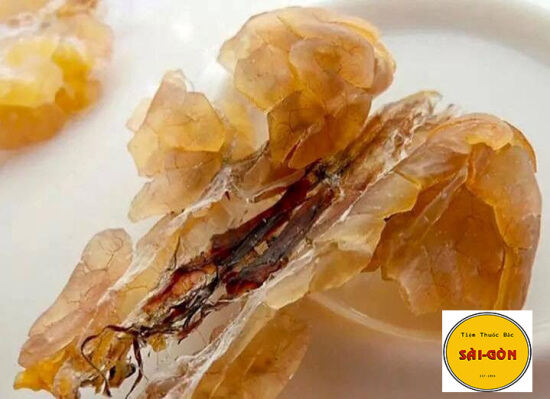 Hcmloại thượng hạng tuyết giáp tây tạng 30gram tiệm thuốc bắc sài gòn - ảnh sản phẩm 2