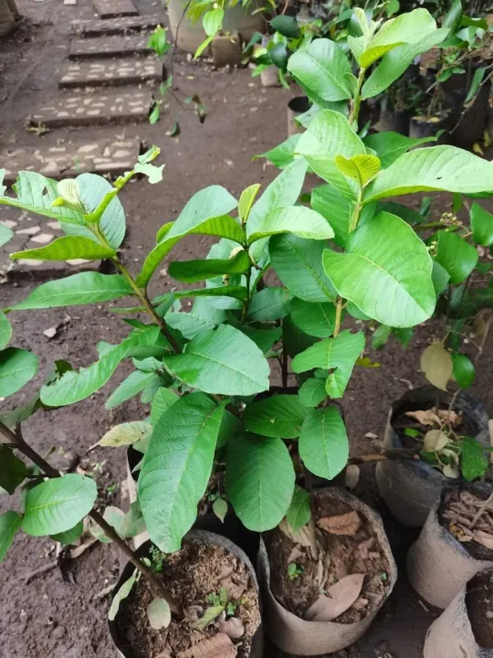 Seedless Guava (Marcotted) | Lazada PH