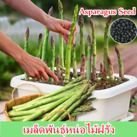 【ปลูกง่าย】บอนสี 50เมล็ด เมล็ดพันธุ์หน่อไม้ฝรั่ง Mixed Asparagus Seed Vegetable Seed เมล็ดพันธุ์หน่อไม้ฝรั่งสีขาว White Asparagus Plants Seed เมล็ดพันธุ์ผัก เมรี่วอชิงตัน เมล็ดพันธุ์แท้นำเข้าจากต่างประเทศ ปลูกผัก เมล็ดบอนไรหรา ต้นไม้ อัตรางอกสูง!!