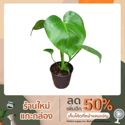 HOT** Monstera giant เพาะเมล็ด(ลุ้นด่าง)ไม้ฟอกอากาศ ส่งด่วน พรรณ ไม้ น้ำ พรรณ ไม้ ทุก ชนิด พรรณ ไม้ น้ำ สวยงาม พรรณ ไม้ มงคล