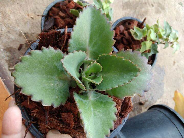 เศรษฐีพันล้าน-kalanchoe-hybrid-เป็นไม้มงคลเสริมความร่ำรวย-ทำมาค้าขึ้น-ทนแล้ง-เลี้ยงง่าย-ชอบแดด-กระถาง5นิ้ว