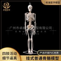 Mounted with 85 cm body soft lumbar spine bone nerve disc model frame attached to the spinal nerve roots