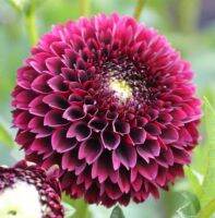 1 หัว/ออเดอร์ รักเร่ Dahlia Bulbs สายพันธุ์ Jowey Mirella หัวรักเร่ ดอกไม้ หัวหน่อ เหง้า นำเข้า เนเธอร์แลน หัวสดใหม่