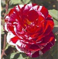 30 เมล็ด เมล็ดพันธุ์ กุหลาบ สตาร์แอนด์สไตร้พส์ Stripes Rose Seeds สี ส้ม-ขาว ดอกใหญ่ นำเข้าจากต่างประเทศ พร้อมคู่มือ เมล็ดสด