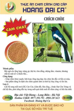 Chim chích chòe - Thức ăn chính của chú chim chích chòe