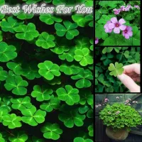 ( Promotion+++) คุ้มที่สุด โคลเวอร์ Three Leaf Clover Seeds Green ต้นไม้นำโชค เมล็ดดอกไม้ ไม้ประดับ พันธุ์ไม้ดอก ต้นไม้ฟอกอากาศ บรรจุ 200 เมล็ด ราคาดี พรรณ ไม้ น้ำ พรรณ ไม้ ทุก ชนิด พรรณ ไม้ น้ำ สวยงาม พรรณ ไม้ มงคล