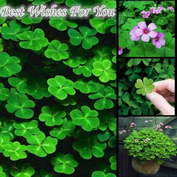 Four Leaf Clover Seeds Lucky Rare Flower Seeds Lazada PH