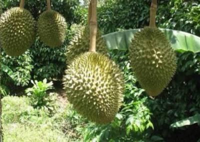 ทุเรียนพวงมณี(Puangmanee Durian)เสียบยอดขนาด70ซม.(1ต้น)